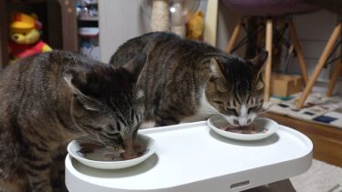 今夜はおやつパーティな猫たち～プレゼントのおやつを一気食べ！～　【リキちゃんねる　猫動画】 キジトラ 猫のいる暮らし