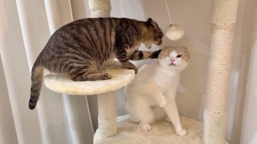 やんちゃな後輩猫が手に負えずついに下克上された猫がこうなっちゃいました…【もちまる日記】