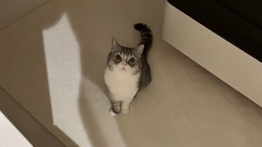 もちが夜中に1人で泣いてたので見に行ったら…【もちまる日記】