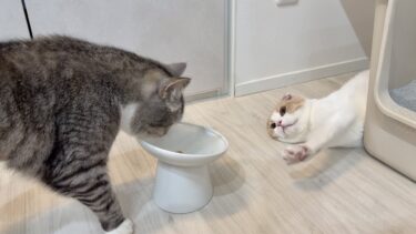 我慢できなくてスープを横取りしちゃうもちと、全く興味ないはなちゃんw【もちまる日記】