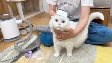猫の抜け毛が限界突破したので…吸ってみたらこうなったｗ【ポムさんとしまちゃん / ねこべや】