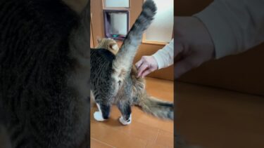 国旗出てくるかと思った【ひのき猫】