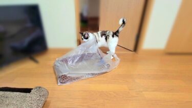 処分する爪磨ぎを廊下へ出すよう猫に頼んだら運んでくれた【CuteWoo】