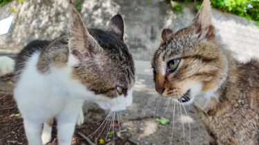 山から降りてきた猫グループと港付近の猫グループの抗争が激しすぎた【感動猫動画】