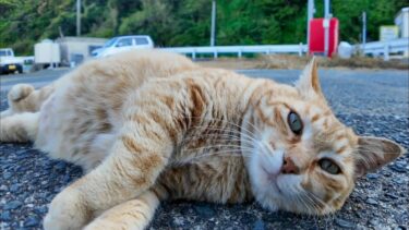 「オマエは引っ込んでろニャン!」後輩猫を追い払う茶トラ猫ちゃん【感動猫動画】