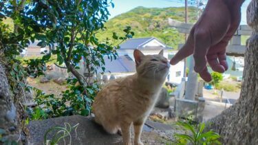 猫島の港近くの神社に猫と一緒に行ってきた【感動猫動画】