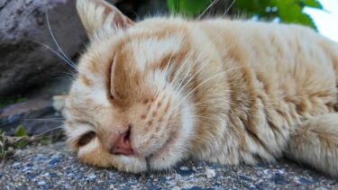 道路脇で寝ている猫島の猫たち【感動猫動画】