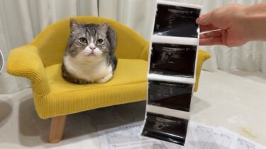 もちの術後検査で予想外の結果が出ました！【もちまる日記】