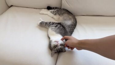 もちのお腹の毛が少しずつ伸びてきました！【もちまる日記】
