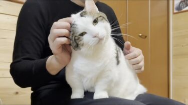 大量の毛を落としていく換毛期すぎる猫【ひのき猫】