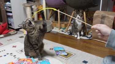 貰ったおもちゃで遊んでみよう！猫が大喜びなシリコンのねこじゃらし【リキちゃんねる　猫動画】 キジトラ 猫のいる暮らし