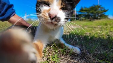 芝生で寝転ぶ三毛猫ちゃんをナデナデしてきた【感動猫動画】