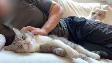 退院した兄ばかり可愛がられてるのを見て嫉妬した猫がスネてこうなっちゃいました…【もちまる日記】