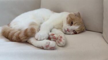 白目剥いたまま寝る変な癖がついちゃった猫が怖すぎました笑【もちまる日記】