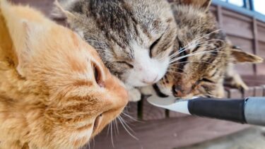 港に集まった猫たちにちゅーるをやってきた【感動猫動画】