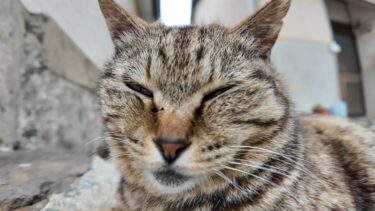 猫島の漁港近くの路地裏で寝ていた猫たちをナデナデする【感動猫動画】