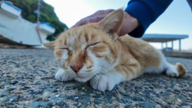 顔を見るといつもモフられにくる漁港の猫ちゃんがかわい過ぎる【感動猫動画】