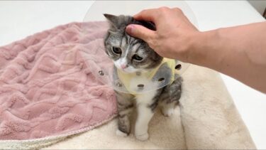手術を乗り越えたもちをお見舞いに行った日。【もちまる日記】