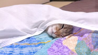 大きな赤ちゃん猫が布団に挟まってた…【ポムさんとしまちゃん / ねこべや】