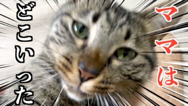 ママが入院していないとどこか寂しそうな猫たち…【てん動画】