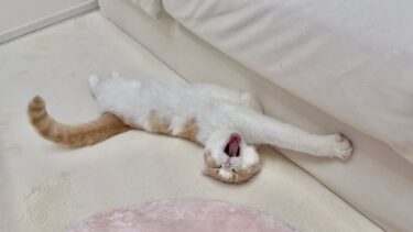 「ごはんだよ〜」と言っても全く起きない寝ぼすけ君。【もちまる日記】