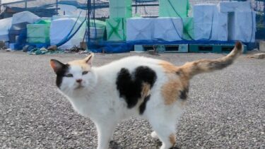 漁港に行くと必ず出てくるハートマークの三毛猫ちゃんと髭のハチワレ猫ちゃん【感動猫動画】
