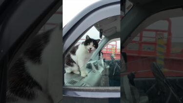猫島に着いてフェリーを降りると港に駐車中の車の中から猫が挨拶してきた  #ImpressedCatVideo #catisland #猫【感動猫動画】