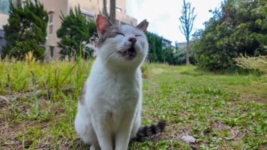 公園にいた猫ちゃんを撫でると足下にすり寄ってきてカワイイ【感動猫動画】
