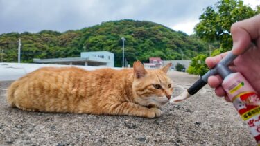 ちゅーるよりナデナデ！？甘えん坊すぎる防波堤の野良猫に癒される…【感動猫動画】