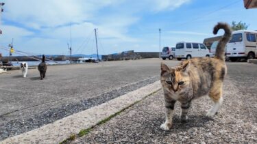 港に漁船のお出迎えに行っていた猫たち、人が来たのに気づくと一旦お出迎えを止めてモフられにきた【感動猫動画】
