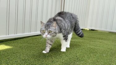 庭で遊んでたら急に毛を逆立てて威嚇しはじめた猫の視線の先にまさかの光景が…【もちまる日記】