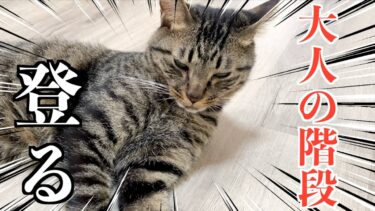 子猫だった猫がいつの間にか大人になっていました…【てん動画】