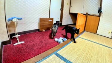 出張で泊まった旅館の部屋で食事中に猫がうじゃうじゃ部屋へ入って来た🚪【CuteWoo】