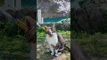 猫島の神社前の広場に行くと猫が集まってくる #ImpressedCatVideo #catisland #猫【感動猫動画】