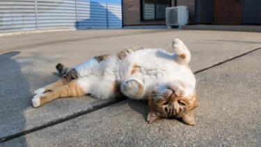 撫でられてゴロンと寝転がる猫島の三毛猫ちゃんがかわい過ぎる【感動猫動画】