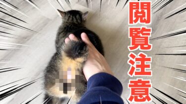 猫にケツドラムをしたら肛門が閲覧注意になった…【てん動画】