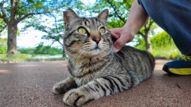 公園の猫ちゃん、撫でられながらも遠くの鳥が気になるみたい【感動猫動画】