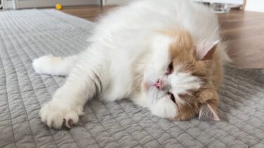 愛猫に異変があり急遽病院へ行きました。【猫のレモンちゃんねる】