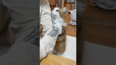 なぁなぁ見て〜立ってんねん【ひのき猫】