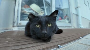 【今週のボツ動画】今週撮った未公開猫動画まとめて公開-unreleased video of this week-2025/5/1w【感動猫動画】