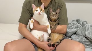 もちの輸血のために実家から猫たちが駆けつけてくれました。【もちまる日記】