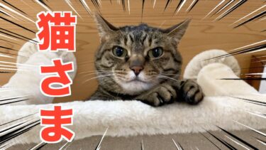 はるか高みから人間を見下す猫さまが強すぎる…【てん動画】