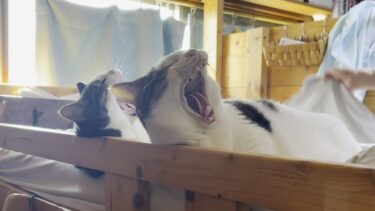 シーツの取り換えを退かずに見守る猫【ひのき猫】