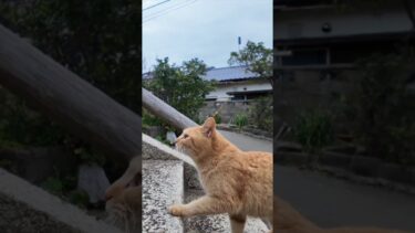 猫島の港近くの神社に行くと喜んで階段を駆け上がる猫たちがいて愉しい #ImpressedCatVideo #catisland #猫【感動猫動画】