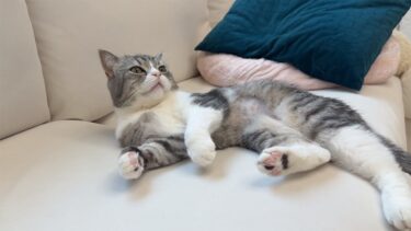 もちが急に飛び起きてくんくんし始めたと思ったら…【もちまる日記】