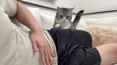 「おいで」と呼ぶとすぐ特等席に甘えに来る子猫なもっちゃん【もちまる日記】