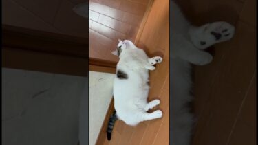 眠いねんから、呼ぶな【ひのき猫】