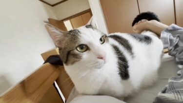 土日の朝、なかなか起きてこない息子を強引に起こしに行く猫【ひのき猫】