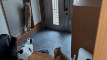 駐車場にいる息子に「開けて」を連呼する猫【ひのき猫】