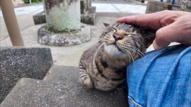 漁港の街の神社に行こうとしたら猫が駆け寄ってきた【感動猫動画】